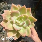 Echeveria Silk Veil - Image 2