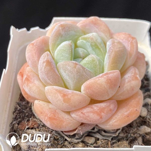 e202-620.jpg Echeveria Deep Dream - Image 2