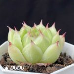 Echeveria Vandola - Image 2