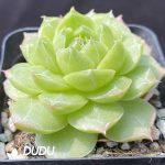 Echeveria Snowflake Plus - Image 2