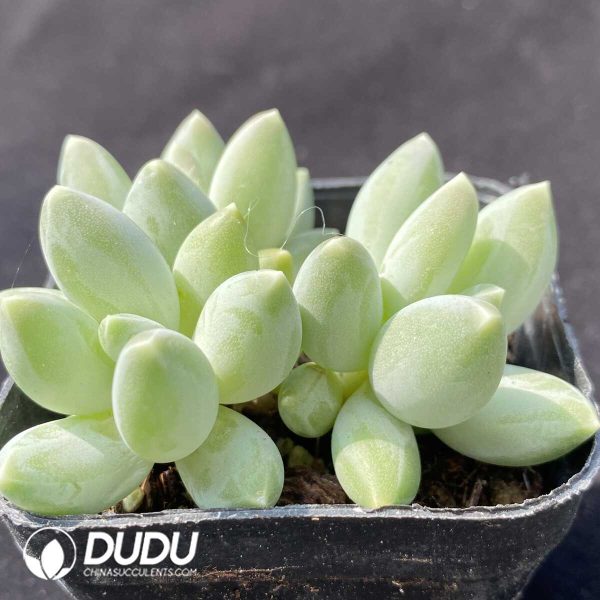 e202-623.jpg Pachyphytum  Songlu Beauty Clustering - Image 2