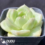 Echeveria QingJi - Image 2