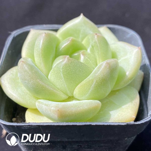 e202-624.jpg Echeveria QingJi - Image 2