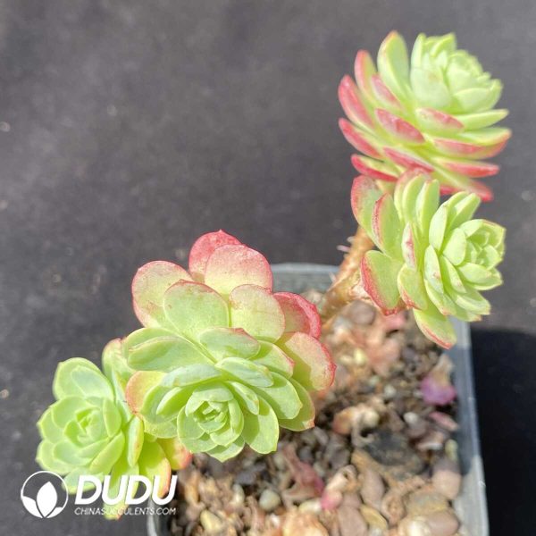 e202-625.jpg Sedum Green Rose - Image 2