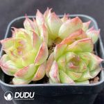 Echeveria Sailor Moon  Clustering - Image 2