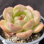 Echeveria Q Orange plus - Image 2