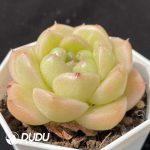 Echeveria M100 - Image 2