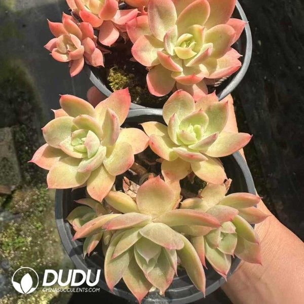 Echeveria Silk Veil - Image 2