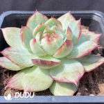 Echeveria Agavoides Casio Sliky - Image 2