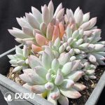 Echeveria Solomon Clustering - Image 2