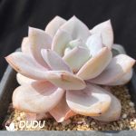 Echeveria Milk Tea - Image 2