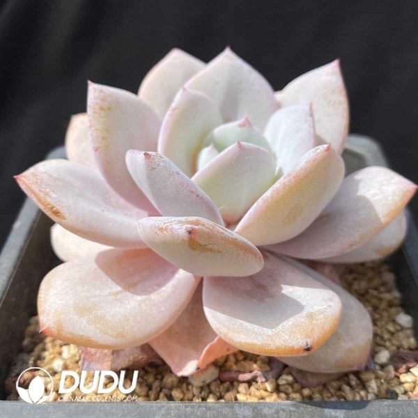 e202-633.jpg Echeveria Milk Tea - Image 2