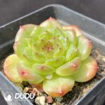 Echeveria Avocado Ice - Image 2