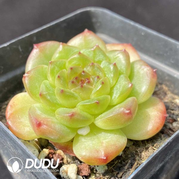 e202-634.jpg Echeveria Avocado Ice - Image 2