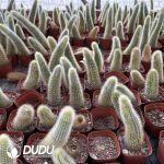 Cleistocactus-winteri.Monkey Tail Cactus Var - Image 2