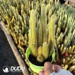 Cleistocactus winteri variegated cluster - Image 2