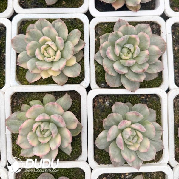 e202-637.jpg Echeveria Strawberry Cake Variegated - Image 2