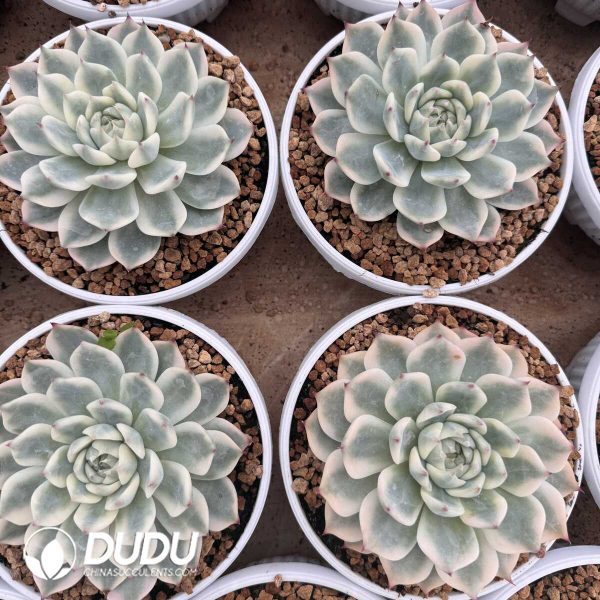 e202-638.jpg Echeveria Chihuahuaensis Variegated - Image 2