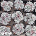 Echeveria Creamy Peach Variegated Clustering - Image 2