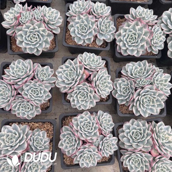 e202-639.jpg Echeveria Creamy Peach Variegated Clustering - Image 2