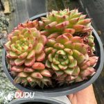 Echeveria Magic Fire Clustering - Image 2