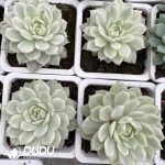 Echeveria TP Variegated - Image 2