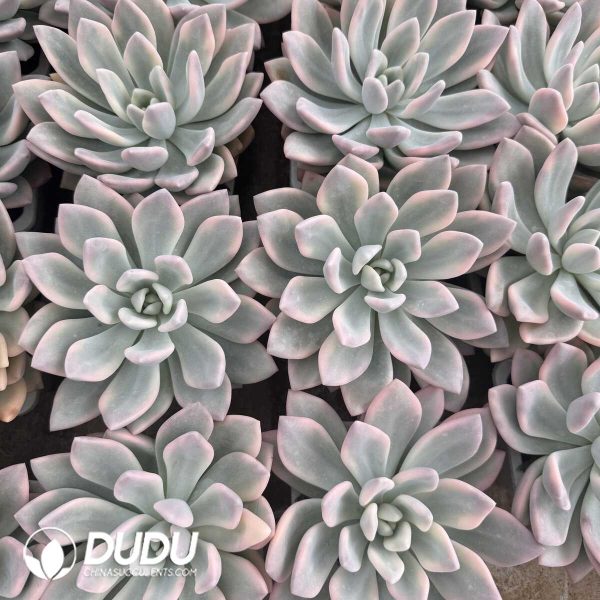 e202-641.jpg Graptoveria Opalina Variegated - Image 2