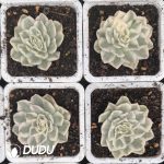Echeveria Purple Butterfly Variegated - Image 2