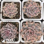 Echeveria liberia Variegated - Image 2