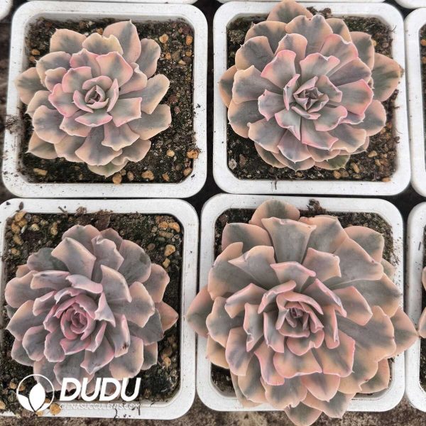 e202-643.jpg Echeveria liberia Variegated - Image 2