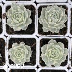 Echeveria Lola variegated - Image 2