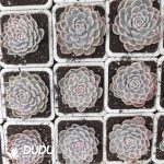 Echeveria Snow Ball Variegated - Image 2