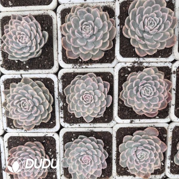 e202-645.jpg Echeveria Snow Ball Variegated - Image 2