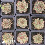 Echeveria peach variegated - Image 2