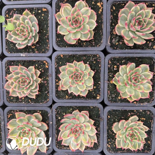 e202-646.jpg Echeveria peach variegated - Image 2