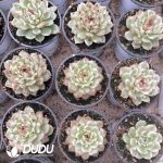 Echeveria Black Crystal Variegated - Image 2