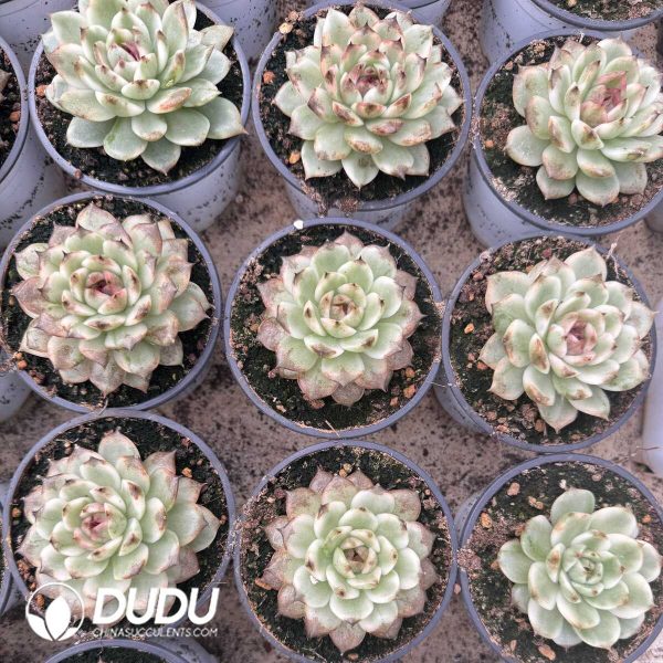 e202-647.jpg Echeveria Black Crystal Variegated - Image 2