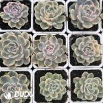 Echeveria Hamburger Variegated - Image 2