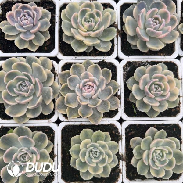e202-648.jpg Echeveria Hamburger Variegated - Image 2