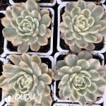 Echeveria Korean Crystal Variegated - Image 2