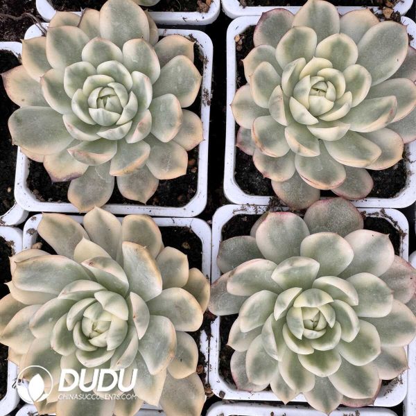 e202-649.jpg Echeveria Korean Crystal Variegated - Image 2