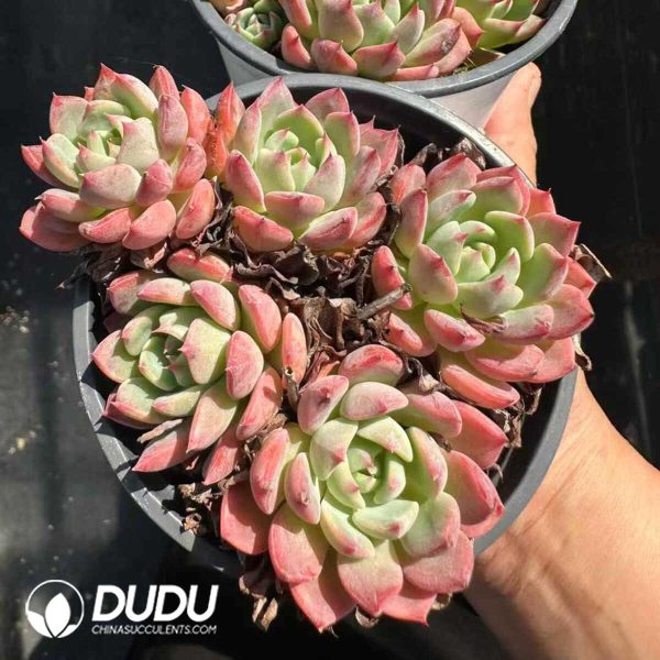 Echeveria Nana Mini Hook Multiple Heads Clustering - Image 2