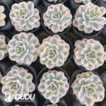 Echeveria Runyonii Variegated - Image 2