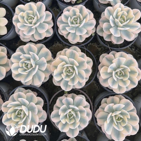 e202-650.jpg Echeveria Runyonii Variegated - Image 2