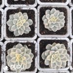 Echeveria Snow Mandarin Duck Variegated - Image 2