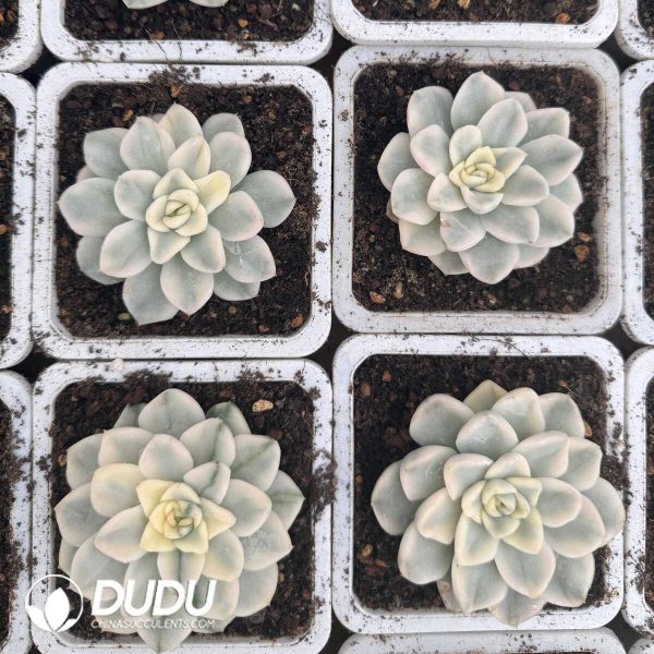 e202-652.jpg Echeveria Snow Mandarin Duck Variegated - Image 2