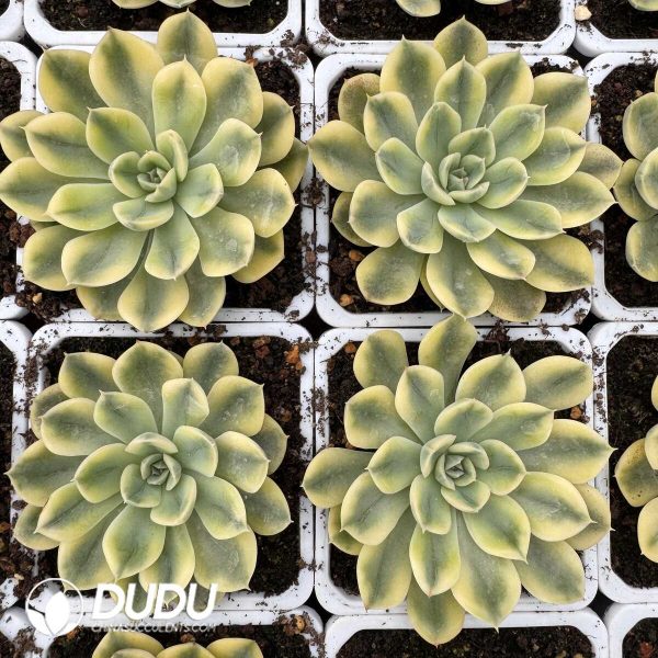 e202-653.jpg Echeveria Matcha Bodhi Variegated - Image 2
