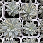 Echeveria Son Of Sun Variegated - Image 2