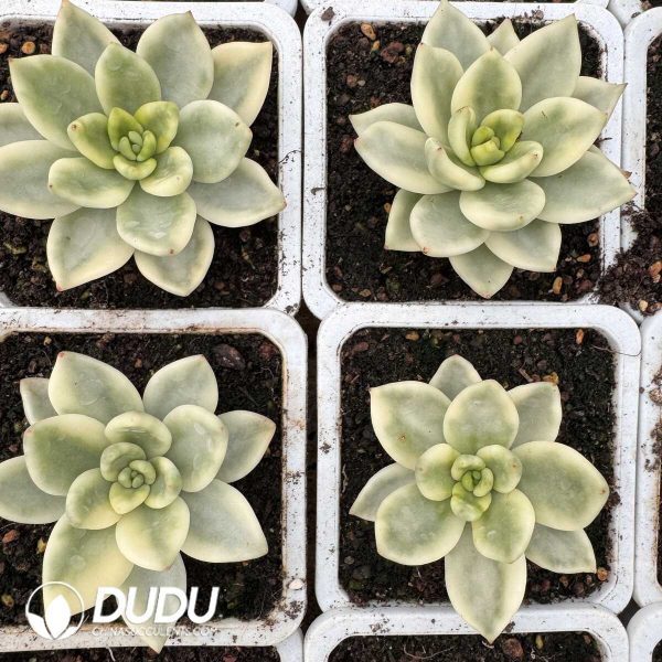 e202-655.jpg Echeveria Pine Of Blessing Variegated - Image 2