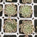 Echeveria Crystal Agavoides variegated - Image 2